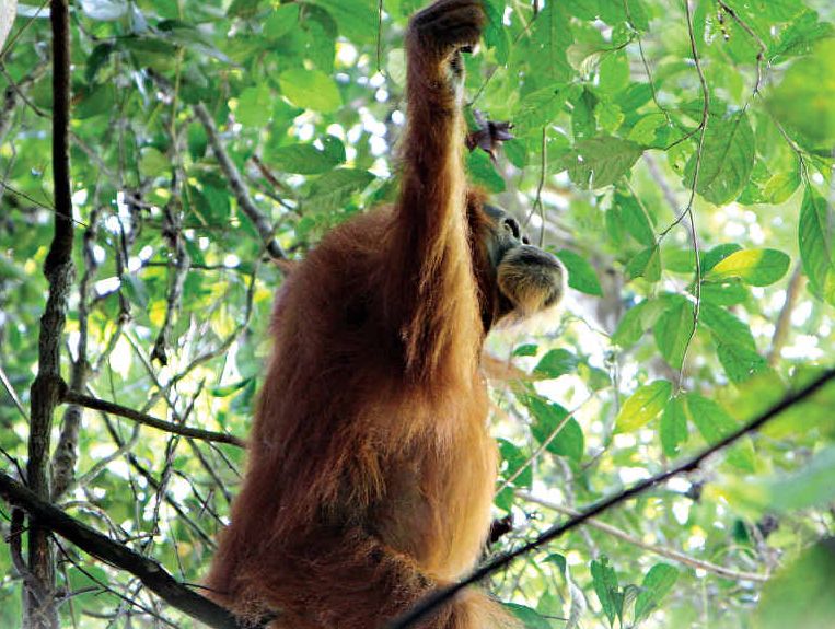 An orang-utan in northern Sumatra. An orang-utan in northern Sumatra.